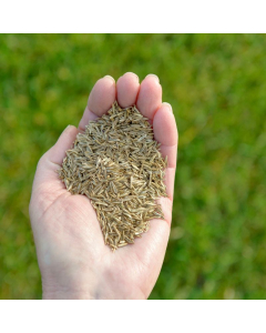 Shade Grass Seed for Sale