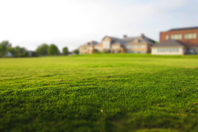 Overseeding a Lawn