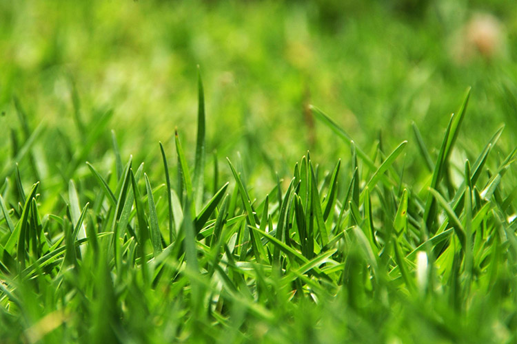 Overseed a Lawn